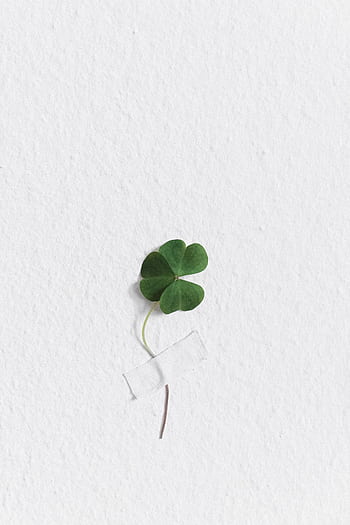 A simple green four-leaf clover taped on a textured white wall for a minimalist touch. HD phone wallpaper