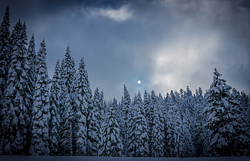 Winter, Nature, Snow, Forest, Ate HD wallpaper