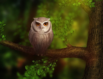 Owl, season, leaves, bird, autumn, nature, forest, tree HD wallpaper