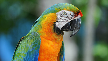 Animals, Parrots, Beak, Multicolored, Motley HD wallpaper