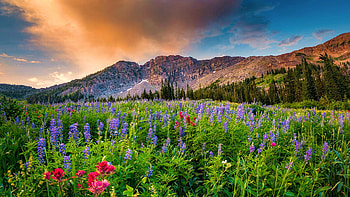 Morning Flowers in Little Cottonwood Canyon, Utah, blossoms, wildflowers, landscape, clouds, sky, usa, sunset HD wallpaper