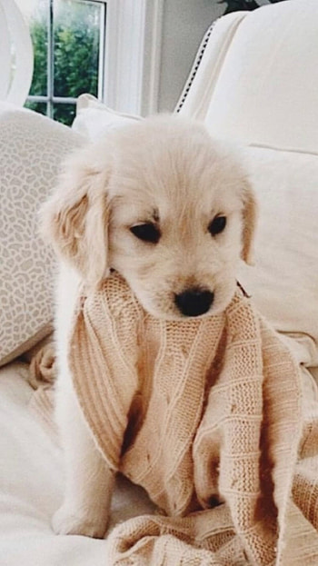 Cute Dog, Golden Dog Puppy HD phone wallpaper