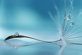 Water Drop On Flower, drops, flowers HD wallpaper