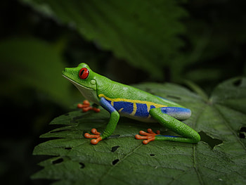 Red Eyed Tree Frog, Blender artists' community, Creative achievement, Digital artwork HD wallpaper