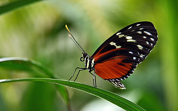 Grass, Leaves, Patterns, Macro, Butterfly, Wings HD wallpaper