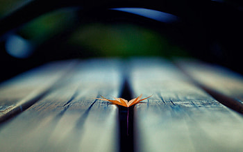 Autumn, Macro, Blur, Smooth, Sheet, Leaf, Wooden Floor HD wallpaper