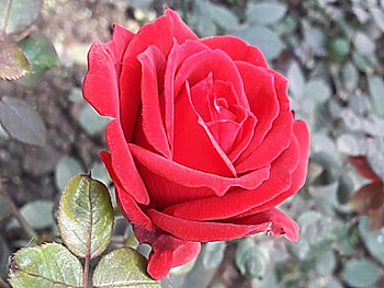 Rose-4, rose, pink, nature, red HD wallpaper