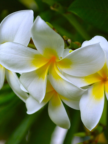 Frangipani , Pink plumeria blossom, Floral wonderland, Enchanting nature view HD phone wallpaper