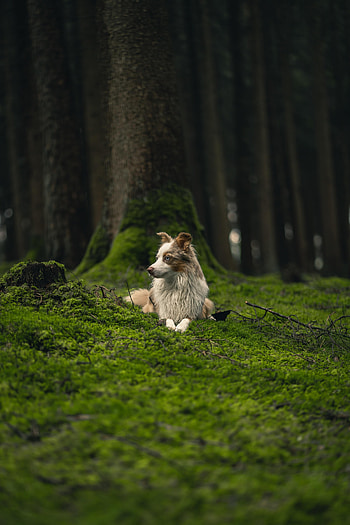 Animals, Grass, Dog, Pet, Sight, Opinion, Profile HD phone wallpaper
