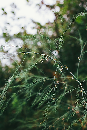 Drops, Plant, Macro, Wet, Branches HD phone wallpaper