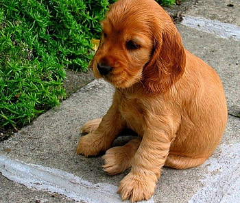 Please....... I can not walk any more!, , color, new HD wallpaper