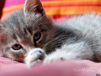 Looking for you..., animal, sweet, kitten, cat HD wallpaper