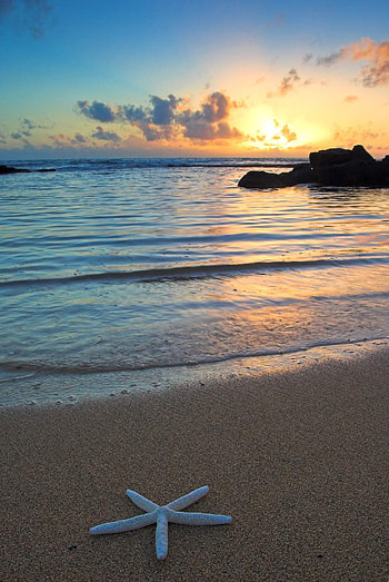 Starfish on a beach, cloud, sky HD phone wallpaper