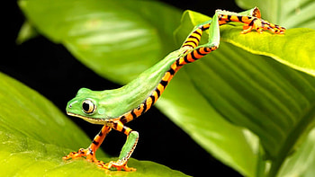Striped frog, leaves, frog, striped, green HD wallpaper