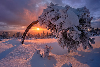 Winter Sunset, snow, clouds, landscape, sky, sun, tree HD wallpaper