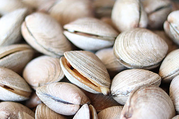Shellfish safety, Public health concern, Regulatory guidelines, Freshness assurance HD wallpaper