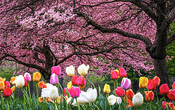Inniswood Metro Gardens - Westerville, Ohio, cherry, blossoms, blooming, colors, trees, tulips, usa HD wallpaper