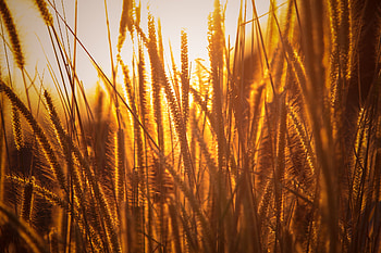 Rice Agriculture Field Golden Hour Grass , nature, field, grass HD wallpaper