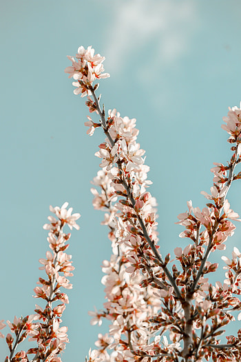 Flowers, Pink, Sakura, Branches, Spring HD phone wallpaper