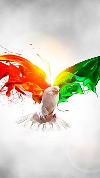 Whatsapp D.p, Colorful, Bird, whatsapp dp HD phone wallpaper
