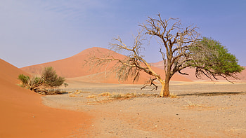 Namib Desert, Nature's masterpiece, Sandy landscapes, Epic wilderness HD wallpaper