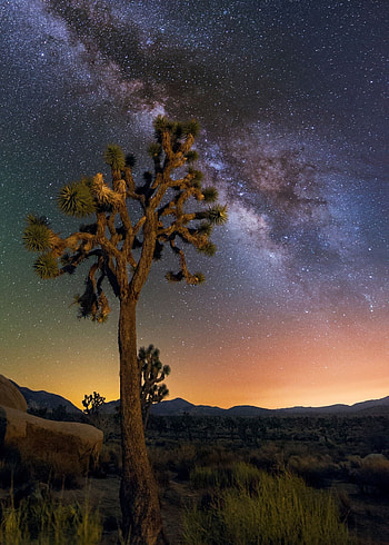 Wedding under the stars, Joshua Tree National Park, National parks, Romantic setting HD phone wallpaper