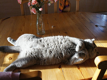 So tired, cute, cat, funny, animals HD wallpaper