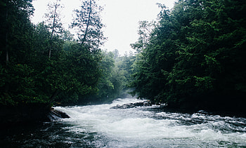 Nature, Rivers, Trees, Flow HD wallpaper