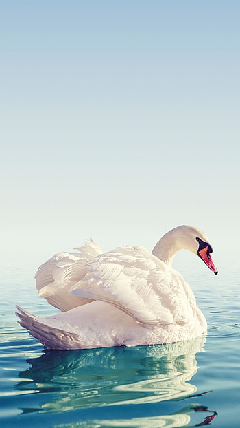 Bird swan , Swans art animals, Beautiful swan , Swan HD phone wallpaper