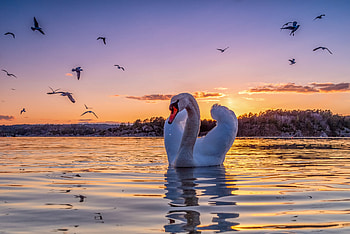 Swan Serenade at Sunset — Landscape, landscape, sunset HD wallpaper
