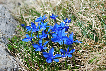 First spring blossom, blue, flowers, lovely, blossom, nice HD wallpaper