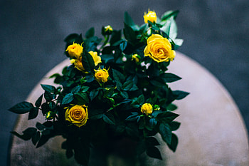 Flowers, Roses, Bouquet, Buds HD wallpaper