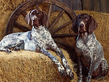 Animals, Dogs HD wallpaper