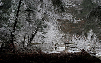 Winter, Nature, Leaves, Snow, Forest, Fence, Evening, Frost, Hoarfrost HD wallpaper