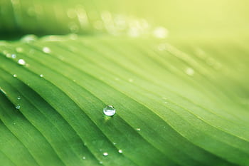 Macro shot of a fresh green banana leaf with glistening dew drops under bright sunlight. HD wallpaper