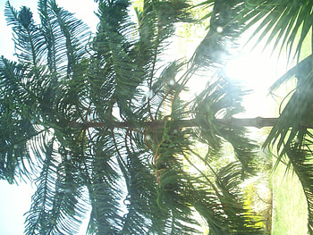 green tree, beautiful, long, real, green HD wallpaper