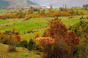 Green field, river, graphy, green, fall, bulgaria, trees, autumn, mountain HD wallpaper