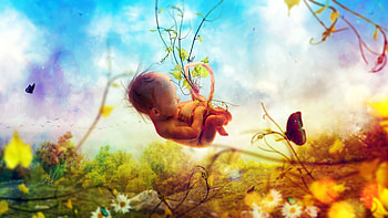 Fetus Baby HD wallpaper