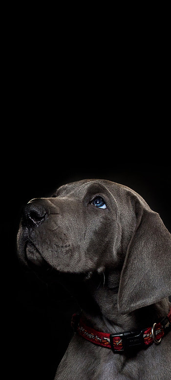 Labrador, whiskers, liver HD phone wallpaper
