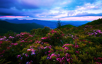 Blue Ridge Mountains, North Carolina, hills, blossoms, trees, clouds, flowers, sky, usa HD wallpaper