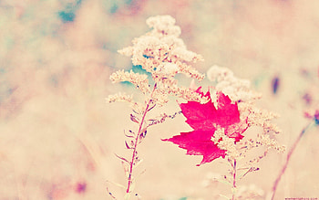 Grass, Plant, Macro, Glare, Shine, Light, Sheet, Leaf, Branch, Maple HD wallpaper