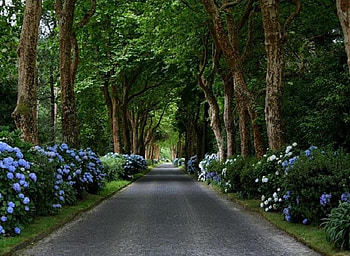 The Road is Long, blue, leaves, pretty, green, trees, road, beautiful, shrubs HD wallpaper