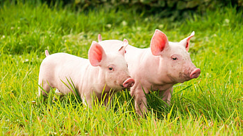 Baby farm animals , Ryan Simpson HD wallpaper