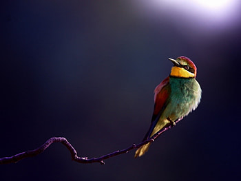 Animals, Birds HD wallpaper