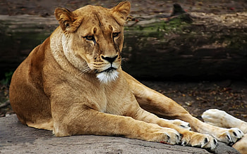 lioness, the look, a sleepy day HD wallpaper
