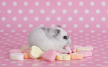 Animals, Rodents, Hamsters HD wallpaper