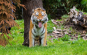 Tiger, animal, nature, cat HD wallpaper