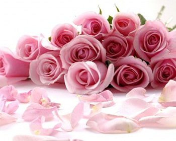 pink roses, here i pass them on to you, 12 pinks roses HD wallpaper