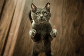 A cute gray cat playfully standing on its hind legs on a wooden floor indoors. HD wallpaper