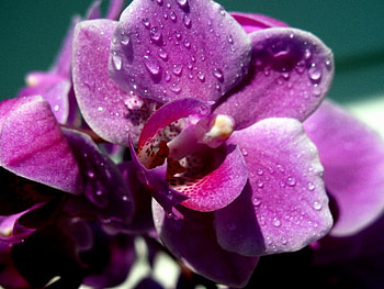 purple orchid, purple, orchid, raindrops, flower HD wallpaper